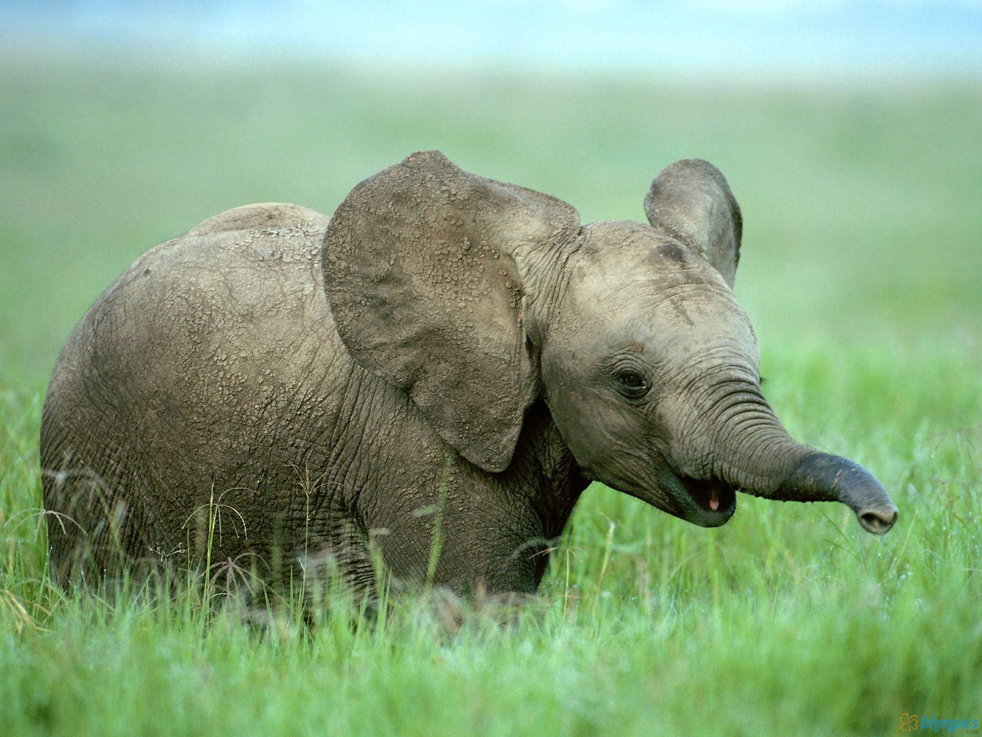 Babe Elephant
