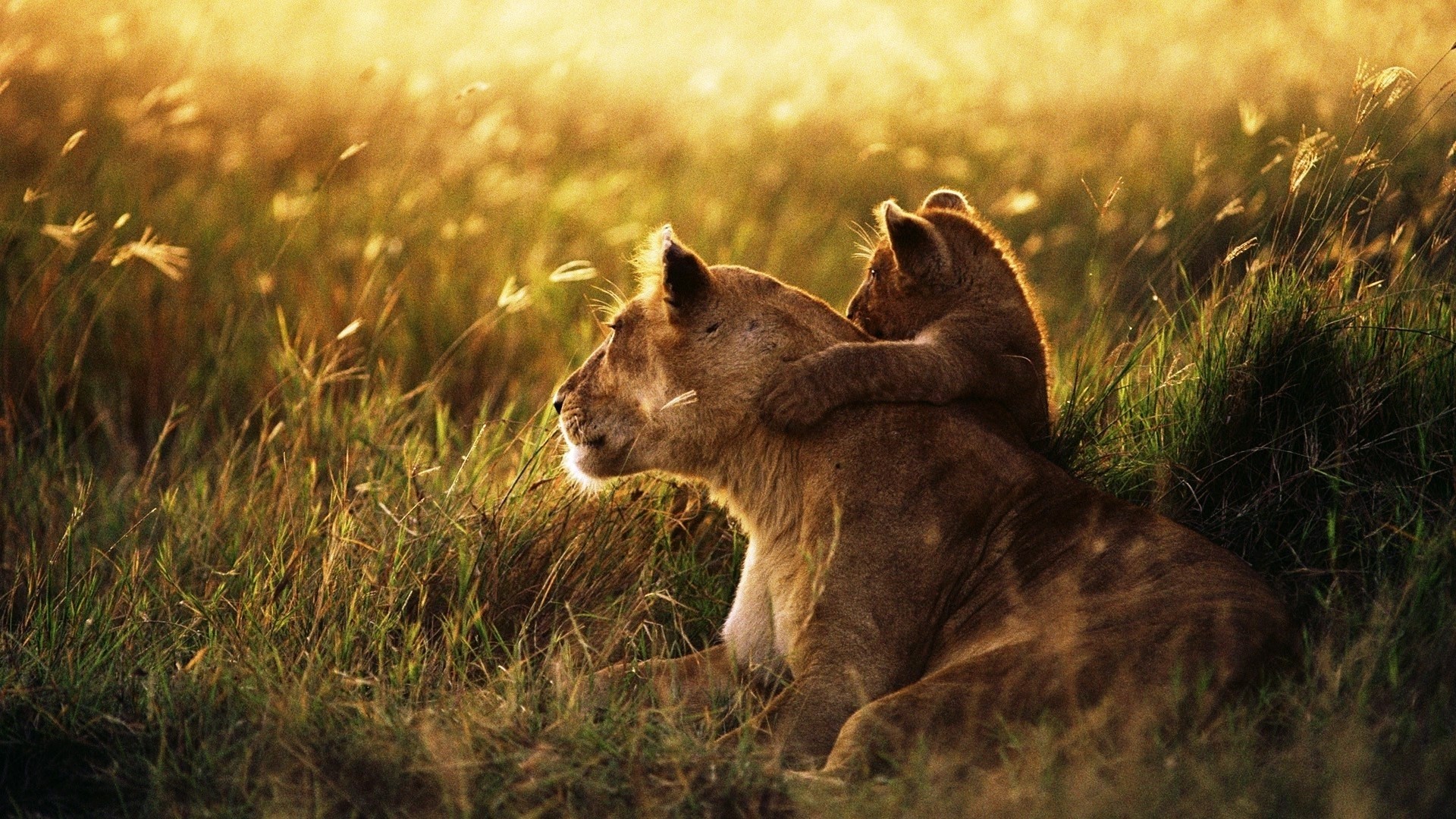 Lioness and her bebe