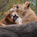 Lion Couple