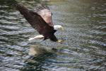 Eagle&Water