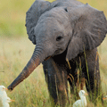 Babe Elephant Playing