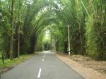 Wayanad forests