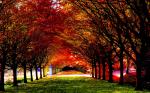 Autumn - Leaf carpeted road