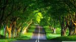 Nature - Beautiful Road